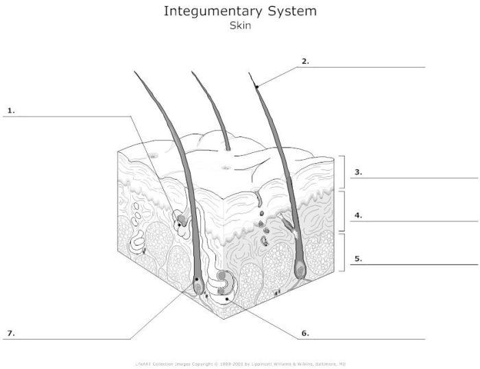 Integumentary