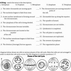 Practice haploid v diploid answer key