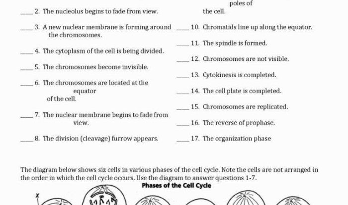 Practice haploid v diploid answer key