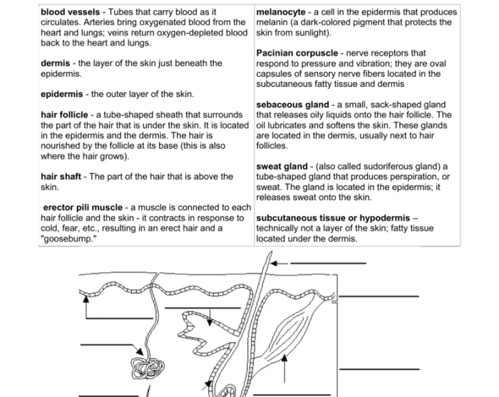 Label skin diagram worksheet answers