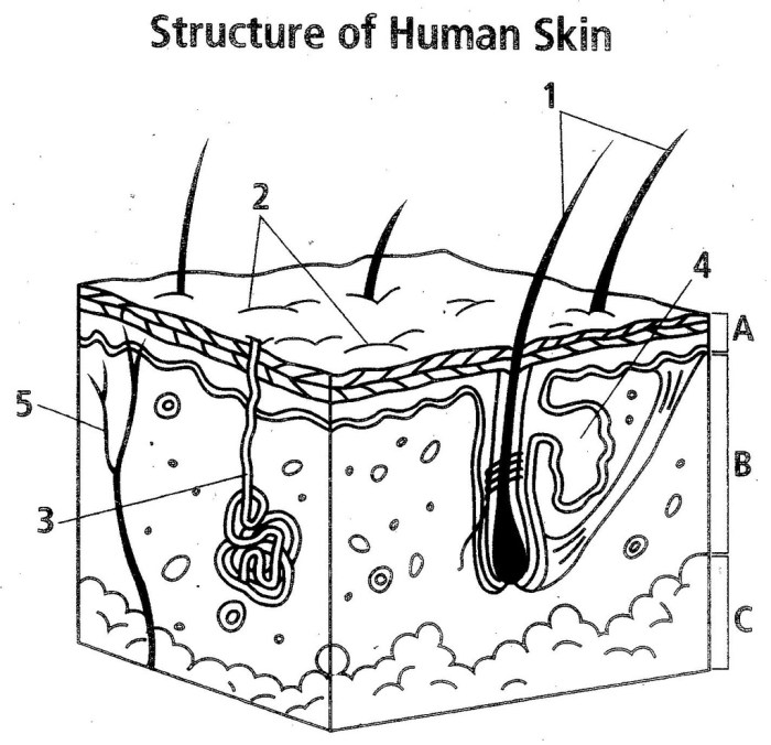 Label skin diagram worksheet answers