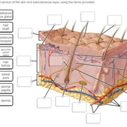 Label skin diagram worksheet answers