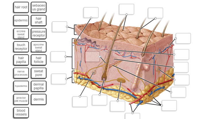 Label skin diagram worksheet answers