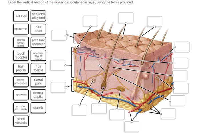 Label skin diagram worksheet answers