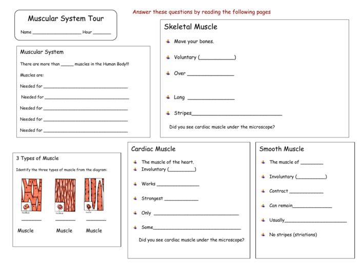 Gross anatomy of the muscular system answer key