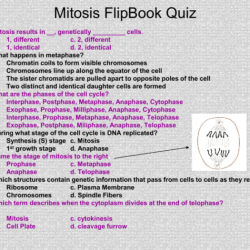 Video tutor session quiz mitosis vs. meiosis