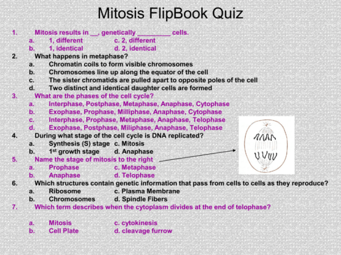 Video tutor session quiz mitosis vs. meiosis