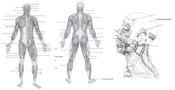 Gross anatomy of the muscular system answer key