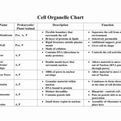 Organelles cell functions their worksheet cells biology parts chart animal exhaustive plant analogy