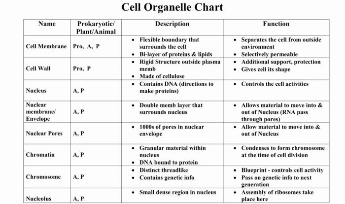 Organelles cell functions their worksheet cells biology parts chart animal exhaustive plant analogy