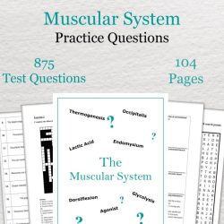 Gross anatomy of the muscular system answer key