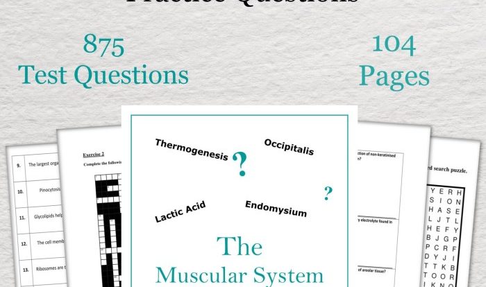 Gross anatomy of the muscular system answer key