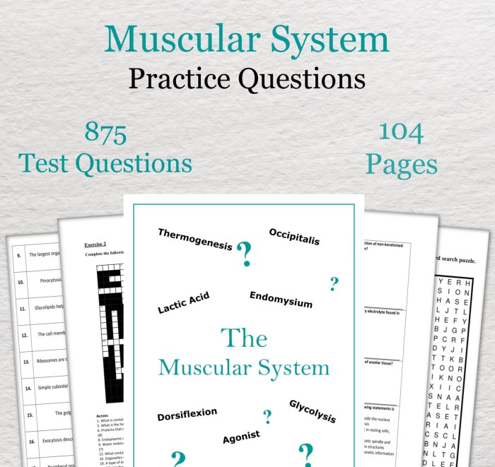 Gross anatomy of the muscular system answer key