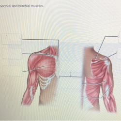 Correctly label the pectoral and brachial muscles