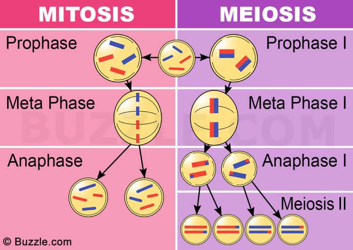 Video tutor session quiz mitosis vs. meiosis